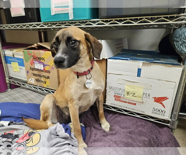 Medium Photo #2 Mutt Puppy For Sale in Candler, NC, USA