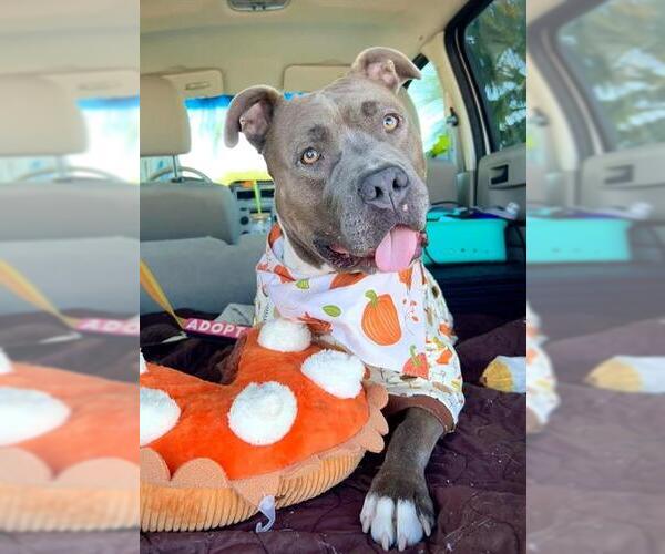 Medium Photo #2 Mutt Puppy For Sale in Las Vegas, NV, USA