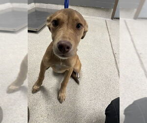 American Staffordshire Terrier-Unknown Mix Dogs for adoption in Tallahassee, FL, USA