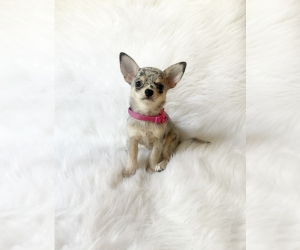 Medium Photo #6 Chihuahua Puppy For Sale in SACRAMENTO, CA, USA