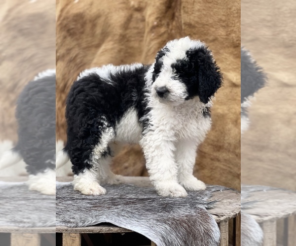 Medium Photo #2 F2 Aussiedoodle Puppy For Sale in WESLEY CHAPEL, FL, USA