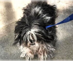 Shih Tzu Dogs for adoption in Houston, TX, USA