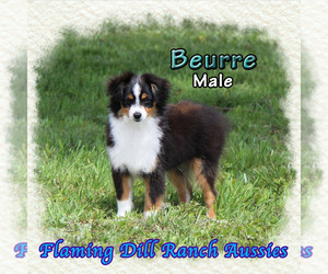 Bulldog Puppy for sale in FORESTBURG, TX, USA