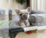 Small #5 French Bulldog