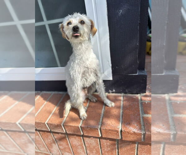 Medium Photo #4 Maltese-Poodle (Standard) Mix Puppy For Sale in San Diego , CA, USA