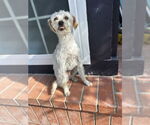 Small #3 Maltese-Poodle (Standard) Mix