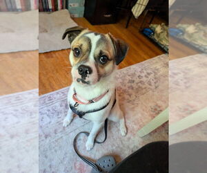 Jug Dogs for adoption in Springdale, PA, USA