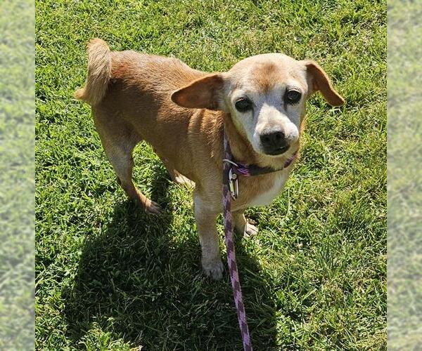 Medium Photo #1 Chug Puppy For Sale in Camarillo, CA, USA