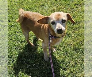 Chug Dogs for adoption in Camarillo, CA, USA