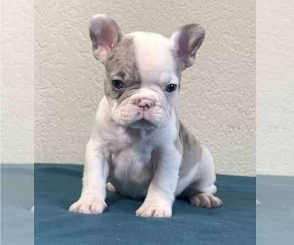 Medium Photo #2 French Bulldog Puppy For Sale in TAMPA, FL, USA