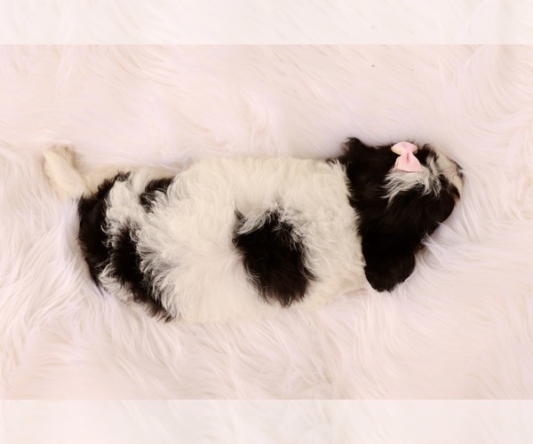 Medium Photo #12 Cavapoo Puppy For Sale in WEST SALEM, OH, USA