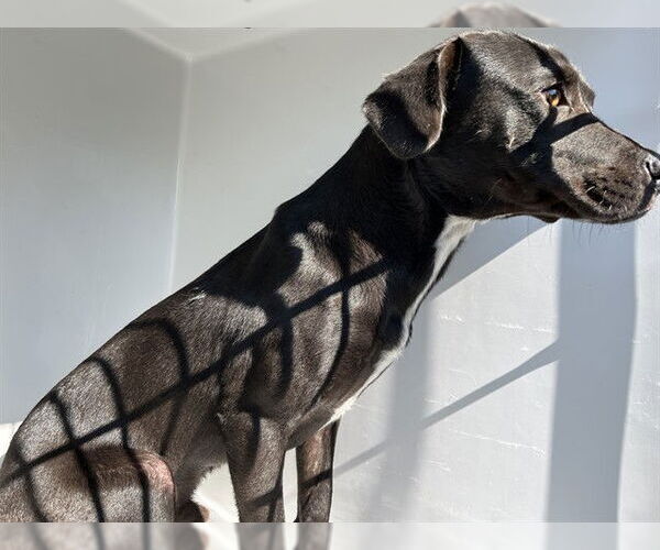 Medium Photo #1 Labrador Retriever-Unknown Mix Puppy For Sale in Augusta, GA, USA
