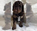 Small #2 Poodle (Standard)