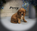 Small #4 Cavalier King Charles Spaniel