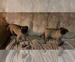 Small #2 Pug