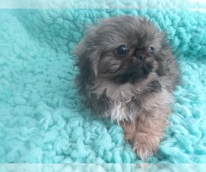 Pekingese Puppy for sale in LAUREL, MS, USA