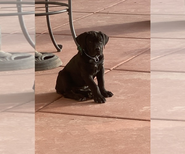 Medium Photo #64 Boerboel Puppy For Sale in LAS CRUCES, NM, USA