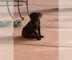 Small Photo #64 Boerboel Puppy For Sale in LAS CRUCES, NM, USA