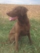 Small Photo #1 Chesapeake Bay Retriever Puppy For Sale in MOUNT OLIVET, KY, USA