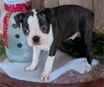 Puppy Charlie Boston Terrier