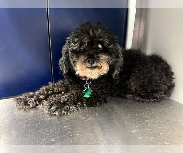 Medium Photo #2 Poodle (Miniature)-Unknown Mix Puppy For Sale in Mooresville, NC, USA