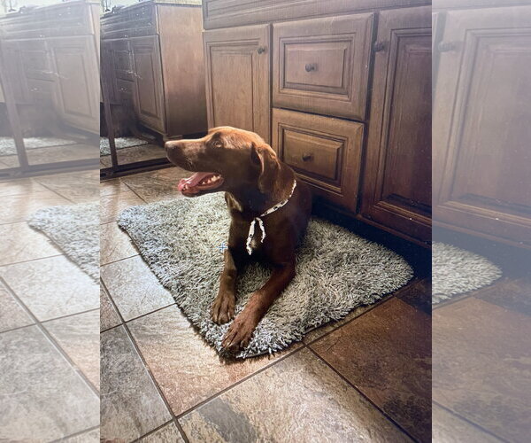 Medium Photo #10 Labrador Retriever-Unknown Mix Puppy For Sale in San Diego, CA, USA