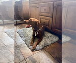 Small #9 Labrador Retriever Mix