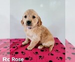Small Photo #1 Golden Retriever Puppy For Sale in NAPPANEE, IN, USA