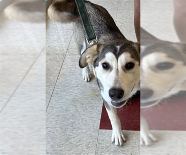 Medium Photo #1 Siberian Husky-Unknown Mix Puppy For Sale in Plano, TX, USA