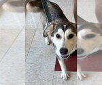 Small Siberian Husky Mix