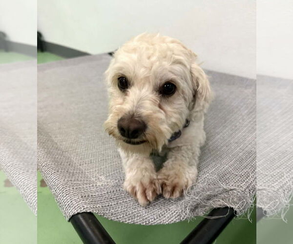 Medium Photo #5 Poodle (Miniature)-Unknown Mix Puppy For Sale in phoenix, AZ, USA