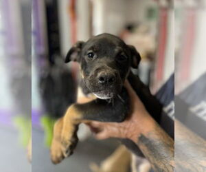 Australian Shepherd-Unknown Mix Dogs for adoption in Mooresville, NC, USA