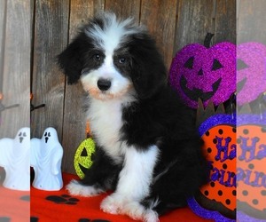 Sheepadoodle Puppy for sale in ASPERMONT, TX, USA