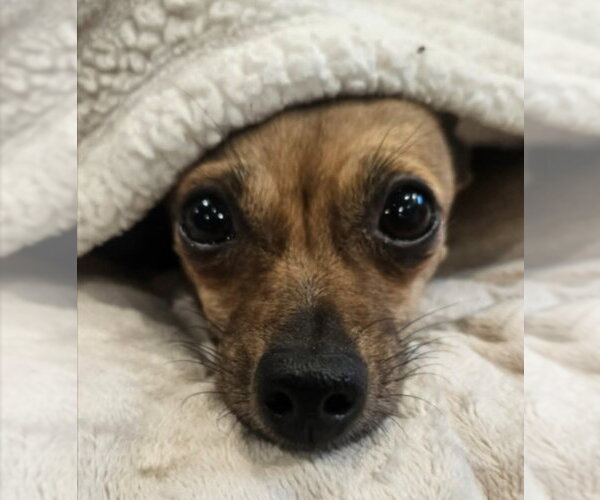 Medium Photo #2 Chihuahua Puppy For Sale in Lakewood, CO, USA