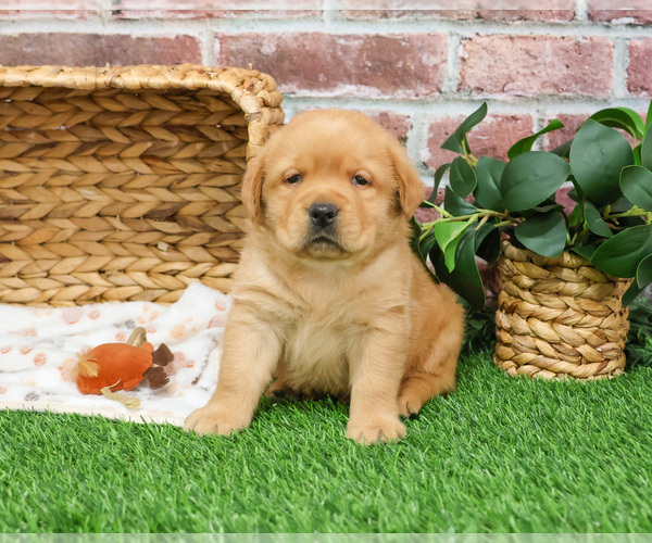 Medium Photo #15 Labrador Retriever Puppy For Sale in SYRACUSE, IN, USA