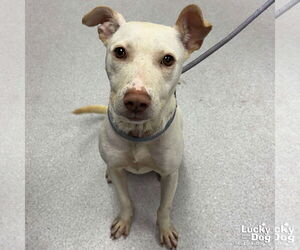 Retriever -Unknown Mix Dogs for adoption in Washington, DC, USA