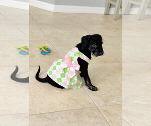Poodle (Miniature)-Unknown Mix Dogs for adoption in Valrico, FL, USA