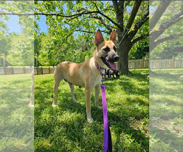 Medium Photo #9 Shepradors Puppy For Sale in Raleigh, NC, USA