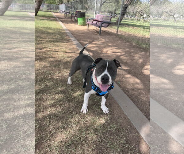 Medium Photo #1 American Pit Bull Terrier-Unknown Mix Puppy For Sale in Chandler, AZ, USA