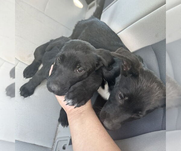 Medium Photo #2 Labrador Retriever-Unknown Mix Puppy For Sale in San Diego, CA, USA