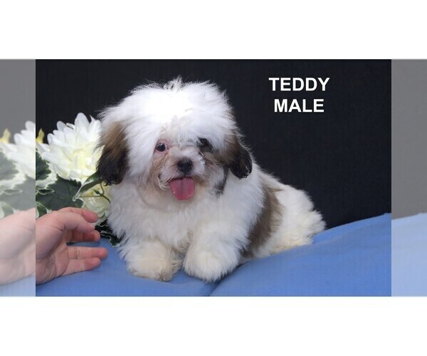 Medium Photo #6 Shih Tzu Puppy For Sale in CLARE, MI, USA