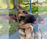 *SAMSON - Male German Shepherd Dog Dog for Adoption - Small photo