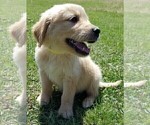 Small Photo #5 Golden Retriever Puppy For Sale in LAKELAND, FL, USA