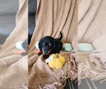 Small Photo #1 Dachshund Puppy For Sale in GREENWOOD, WI, USA