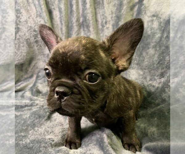 Medium Photo #3 French Bulldog Puppy For Sale in MBORO, TN, USA