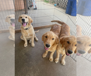 Golden Retriever Puppy for Sale in REEDLEY, California USA