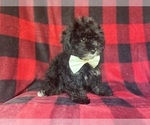 Small #9 YorkiePoo
