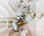 Maltese Puppies - Female Morkie Puppy for Sale - Photo #10