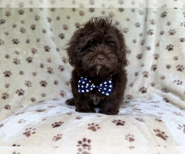 Medium Photo #8 ShihPoo Puppy For Sale in LAKELAND, FL, USA