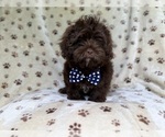 Small #7 ShihPoo